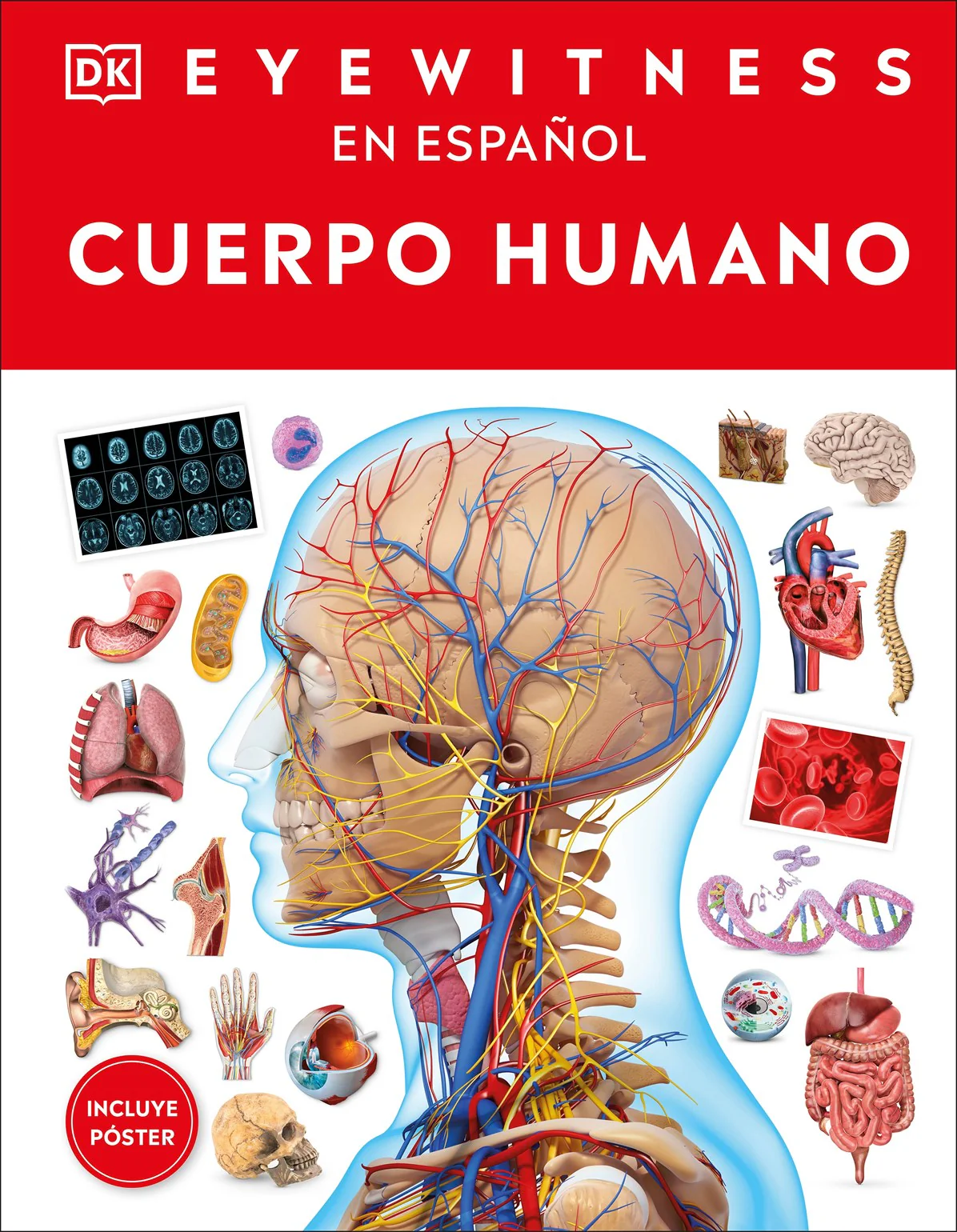 DK Eyewitness: Cuerpo humano (Human Body Spanish Edition)