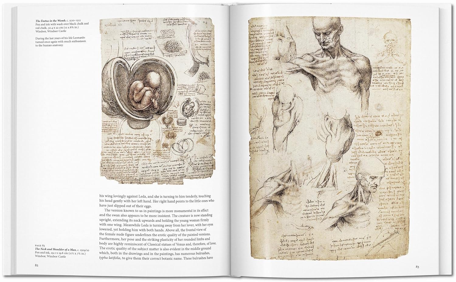 Leonardo - Image 7